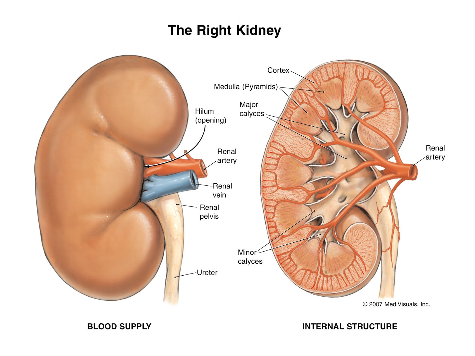 kidneys